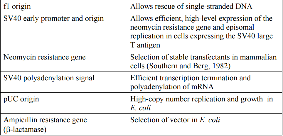 pcDNA3.1-NT-GFP-TOPO 载体特征2